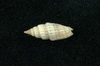 藏品(蛹筆螺)的圖片